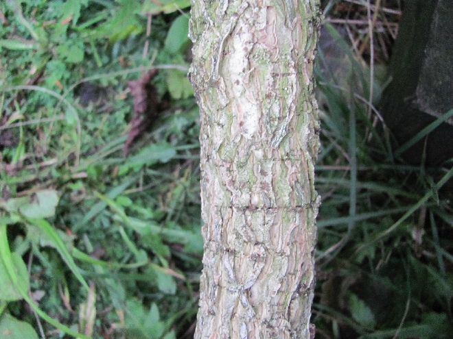 Corylus colurna Boomhazelaar, Turkse Hazelaar