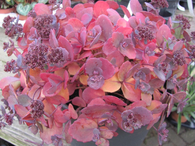 Sedum 'Amber Red' Hangsedum