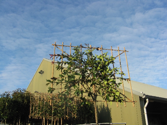 Photinia fraseri 'Red Robin' (Wintergroene leiboom)(Leiphotinia) Glansmispel