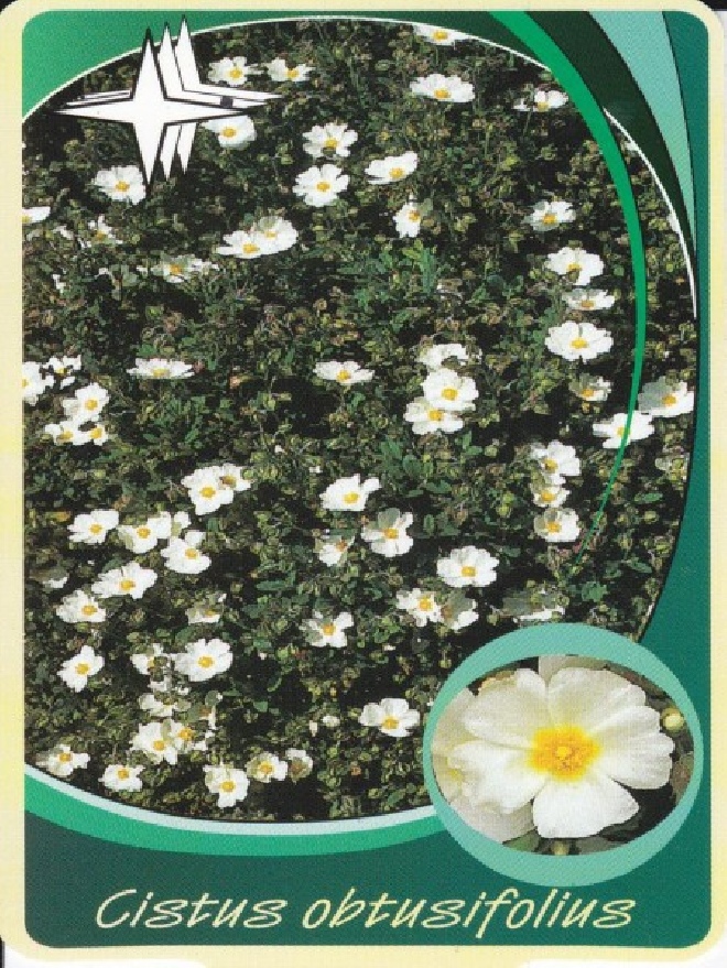 Cistus obtusifolius Cistusroosje, Rotsroos
