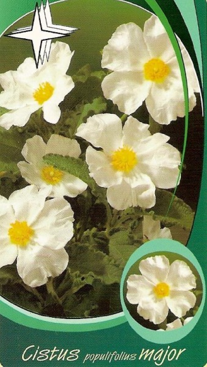 Cistus populifolius subsp. major Cistusroosje, Rotsroos