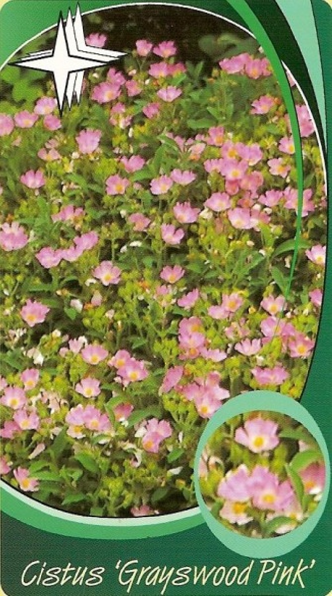 Cistus 'Grayswood Pink' Cistusroosje, Rotsroos
