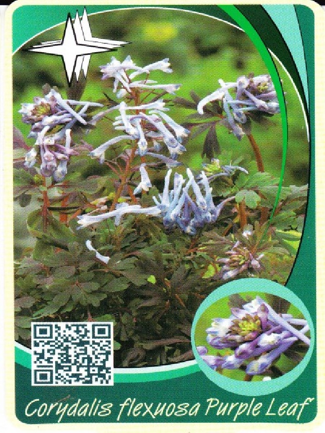 Corydalis flexuosa 'Purple Leaf' Helmbloem