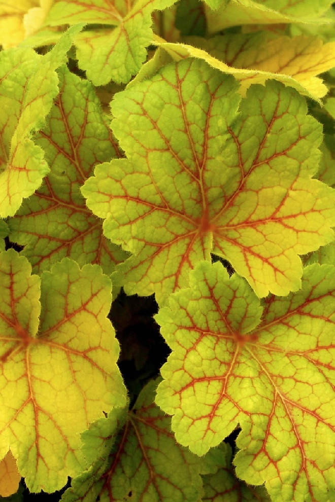 Heuchera 'Electra' Purperklokje