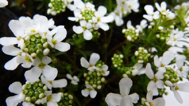 Iberis sempervirens 'Appen-Etz' Scheefbloem, Scheefkelk