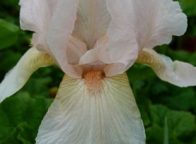 Iris 'Party Dress' Baardiris, Zwaardlelie