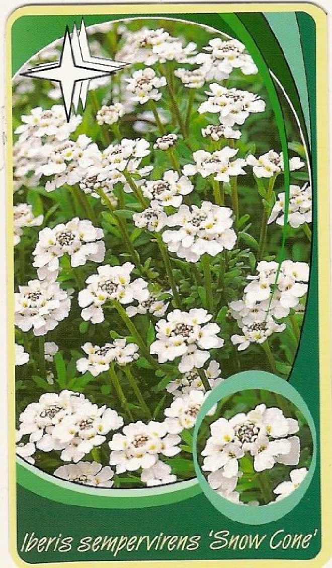 Iberis sempervirens 'Ibcom' (Snow Cone) Scheefbloem, Scheefkelk