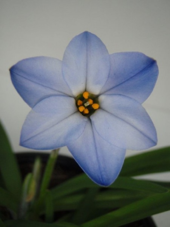 Ipheion uniflorum 'Rolf Fiedler' Voorjaarsster
