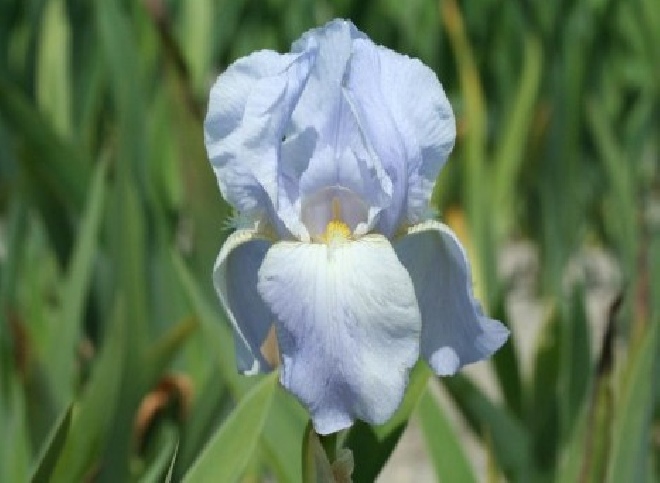 Iris 'Springtime Madonna'  Baardiris, Zwaardlelie