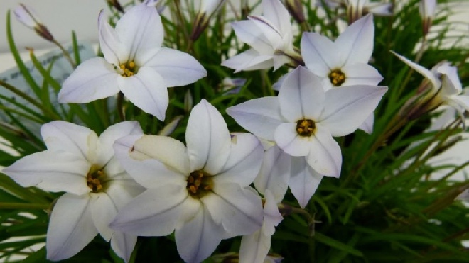 Ipheion uniflorum 'Wisley Blue' Voorjaarsster