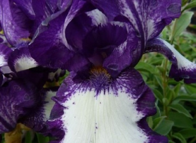 Iris 'Stepping Out' Baardiris, Zwaardlelie