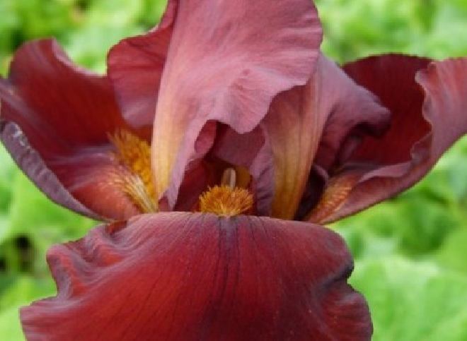 Iris 'Sultan's Palace' Baardiris, Zwaardlelie