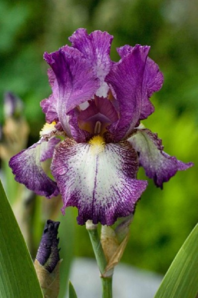 Iris 'Attention Please' Baardiris, Zwaardlelie