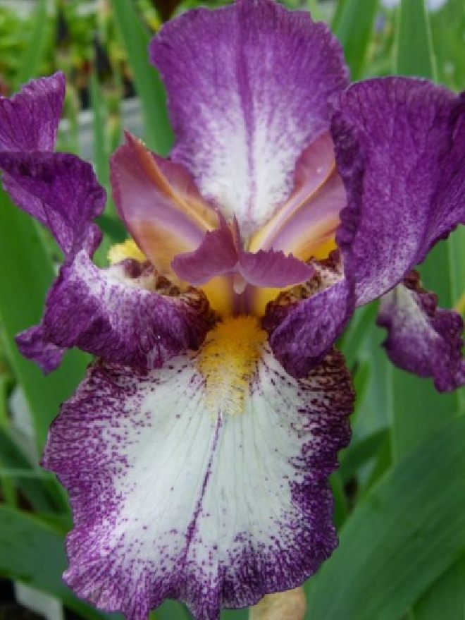 Iris 'Autumn Encore' Baardiris, Zwaardlelie