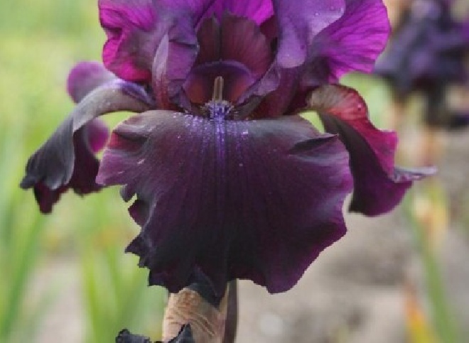 Iris 'Superstition' Baardiris, Zwaardlelie