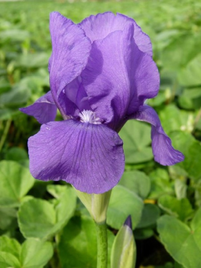 Iris 'Black Knight' Baardiris, Zwaardlelie