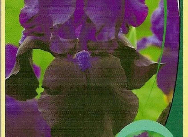 Iris 'Tuxedo' Baardiris, Zwaardlelie