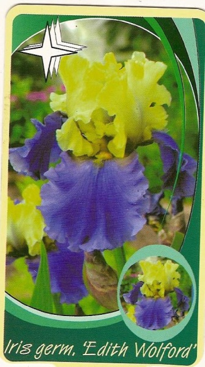 Iris 'Edith Wolford' Baardiris, Zwaardlelie
