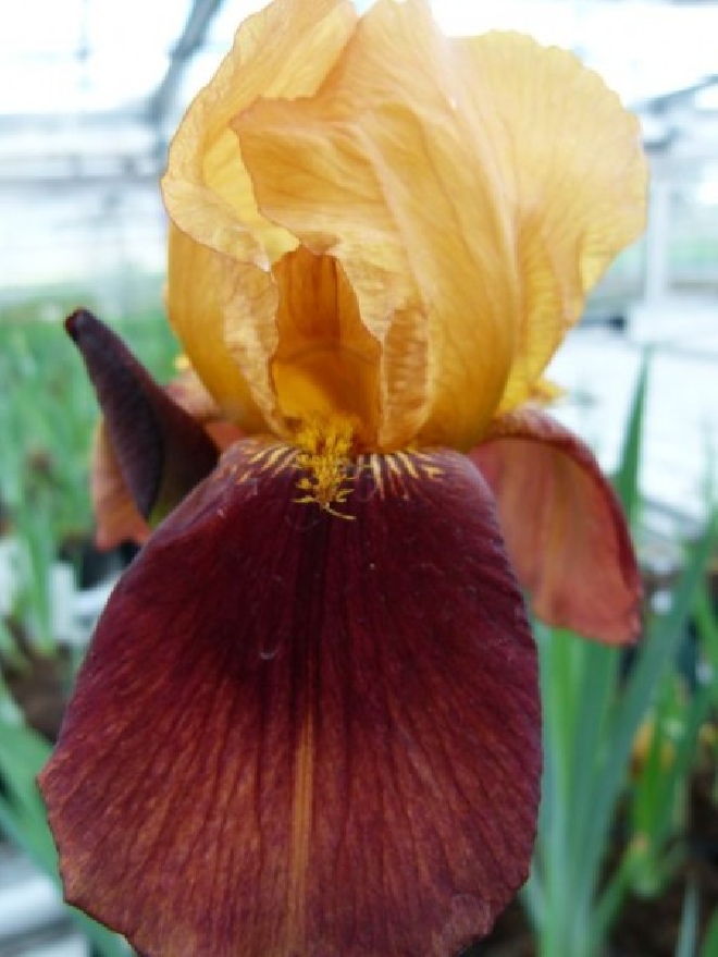 Iris 'Gai Luron' Baardiris, Zwaardlelie