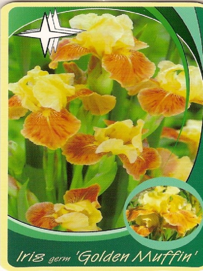 Iris 'Golden Muffin' Baardiris, Zwaardlelie