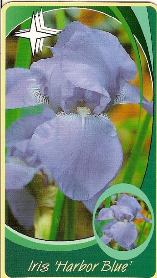 Iris 'Harbor Blue' Baardiris, Zwaardlelie