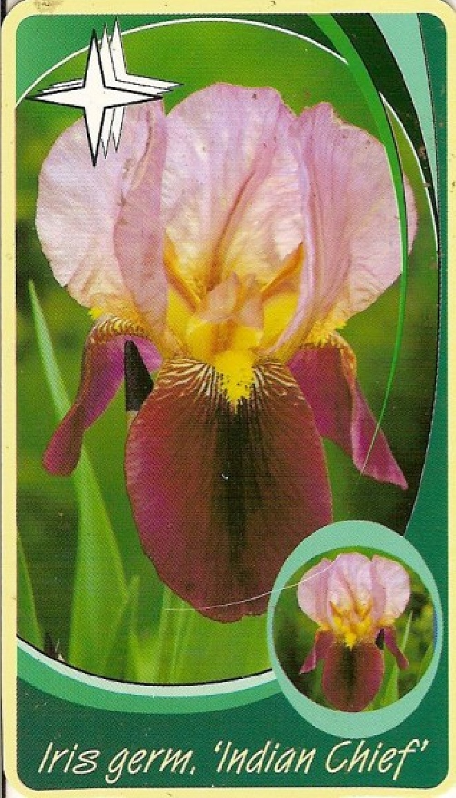 Iris (G) 'Indian Chief' Rozerode Baardiris, Zwaardlelie