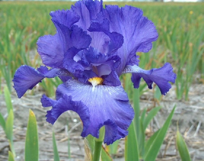 Iris 'Nautical Flag' Baardiris, Zwaardlelie