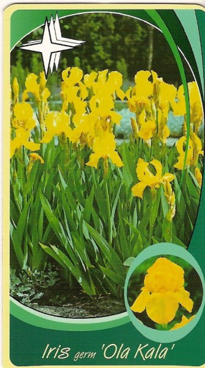 Iris 'Ola Kala' Baardiris, Zwaardlelie