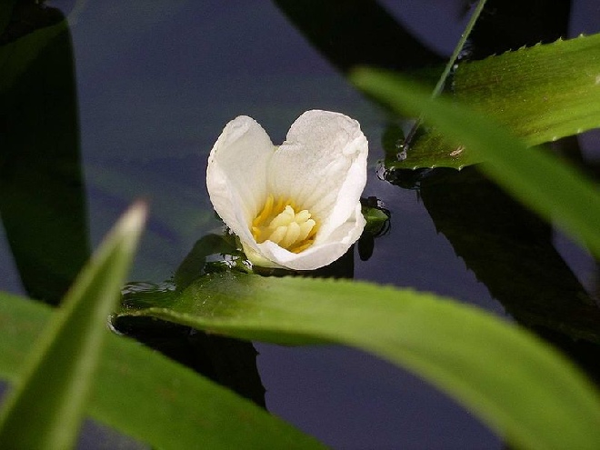 Stratiotes aloides Krabbescheer