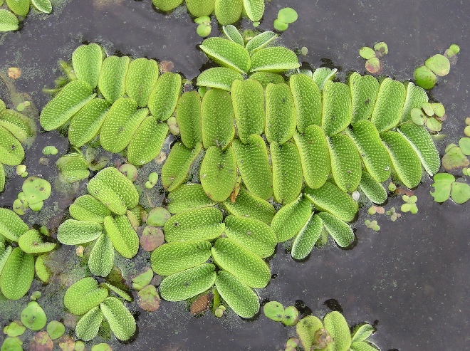 Salvinia natans Kleine Vlotvaren
