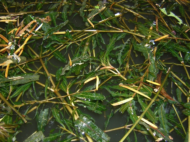 Potamogeton crispus Gekroesd Fonteinkruid