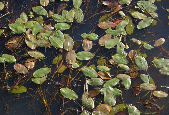 Potamogeton natans Drijvend Fonteinkruid