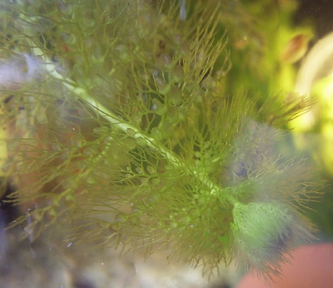 Utricularia vulgaris Groot of Gewoon Blaasjeskruid
