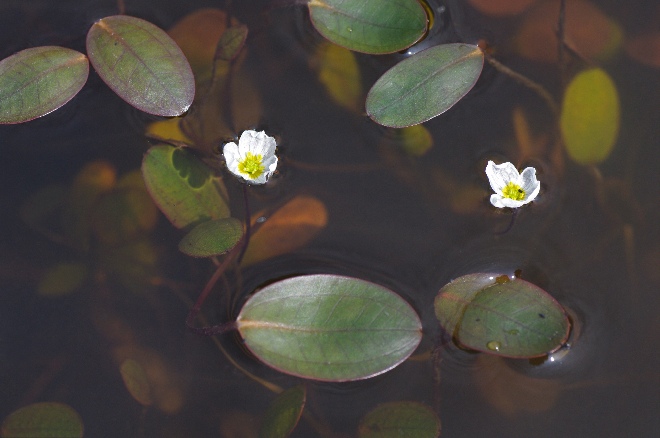 Luronium natans (syn. Alisma natans) Drijvende Waterweegbree