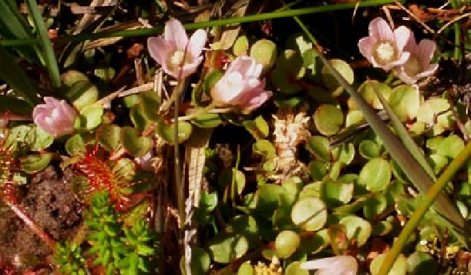 Anagallis tenella Teer Guichelheil