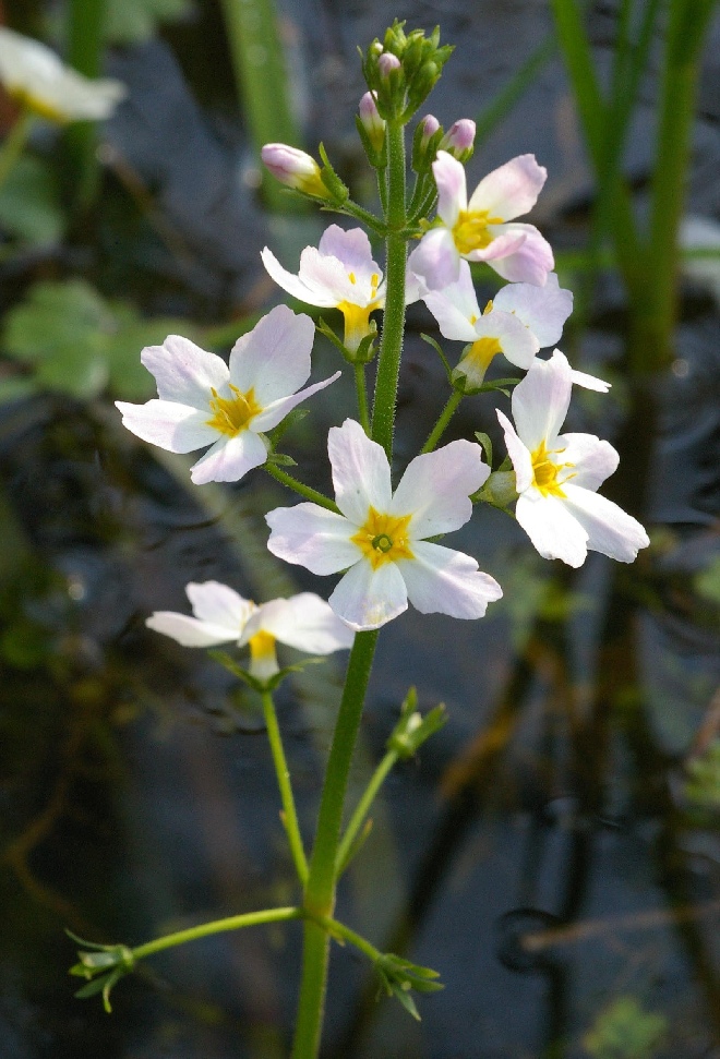 Hottonia palustris Waterviolier