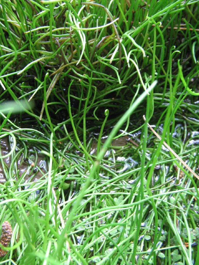 Pilularia globulifera Pilvaren
