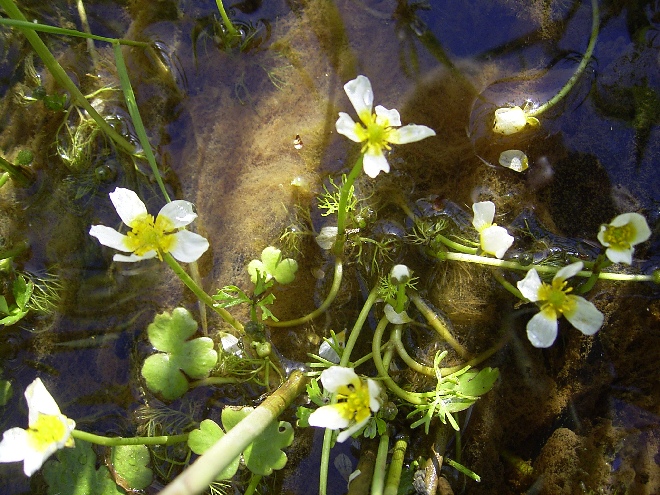 Ranunculus aquatilis Fijne Waterranonkel, Gewone Waterranonkel, Haarbladwaterranonkel