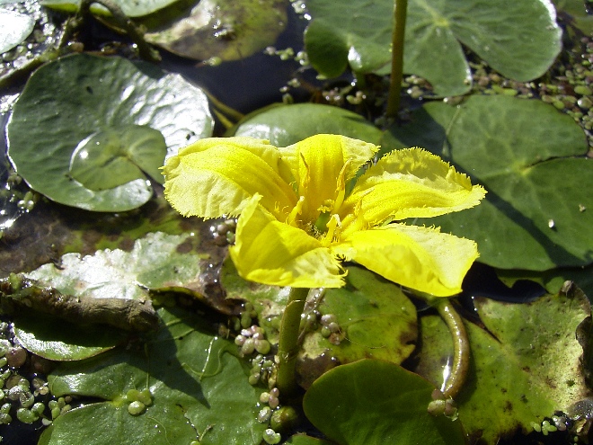 Nymphoides peltata Watergentiaan