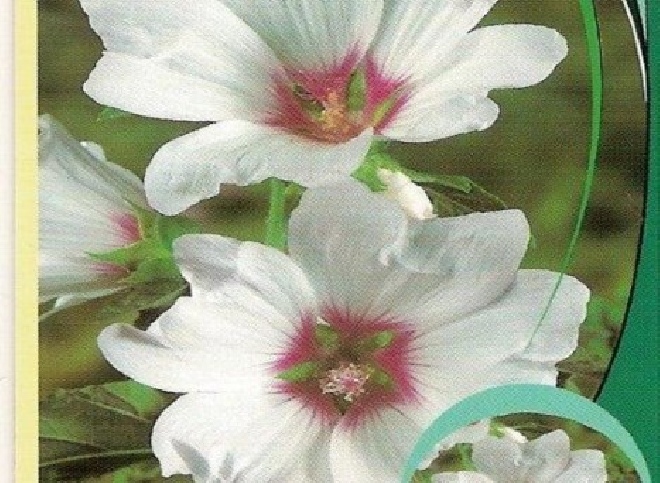 Lavatera 'Blushing Bride' Struik Kaasjeskruid