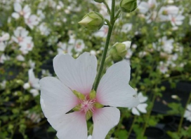 Lavatera 'Frederique' Struik-kaasjeskruid