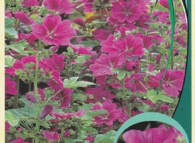 Lavatera 'Burgundy Wine' Rozerode Struikmalva