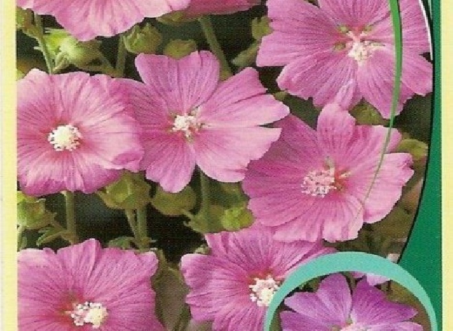 Lavatera 'Candy Floss' Struikmalva