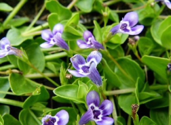 Lindernia grandiflora (syn. Ilysanthus floribunda) 