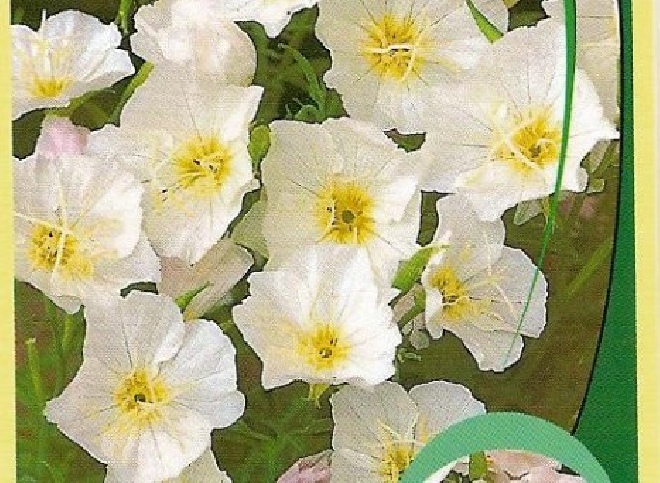 Oenothera speciosa 'Alba' Teunisbloem