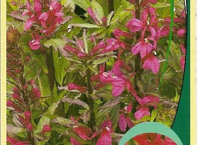 Lobelia speciosa 'Fan Zinnoberrosa'  Lobelia