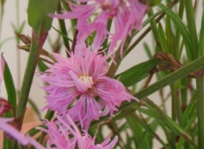 Lychnis flos-cuculi 'Lychjen' (Jenny)  koekoeksbloem.