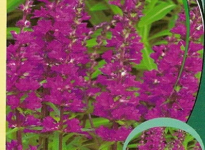 Lythrum salicaria 'Robin' Kattenstaart, Kattestaart