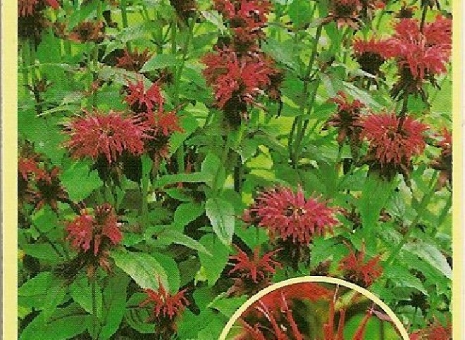 Monarda 'Gardenview Scarlet' Beramotplant