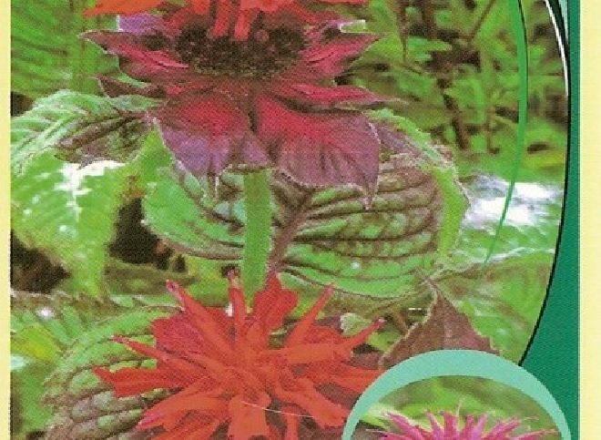 Monarda 'Fireball'® Rode Bergamotplant